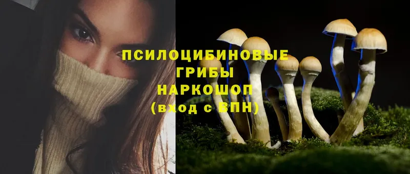 Псилоцибиновые грибы Psilocybe  как найти наркотики  Пыталово 